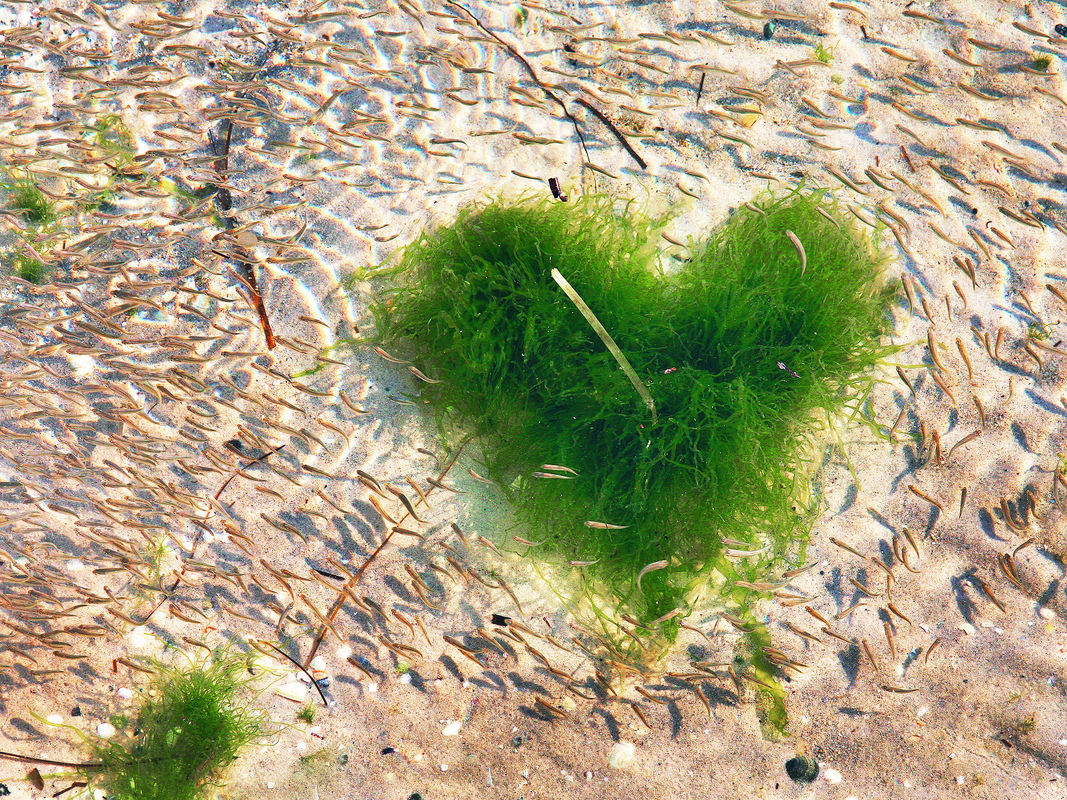 жизнь на мелководье