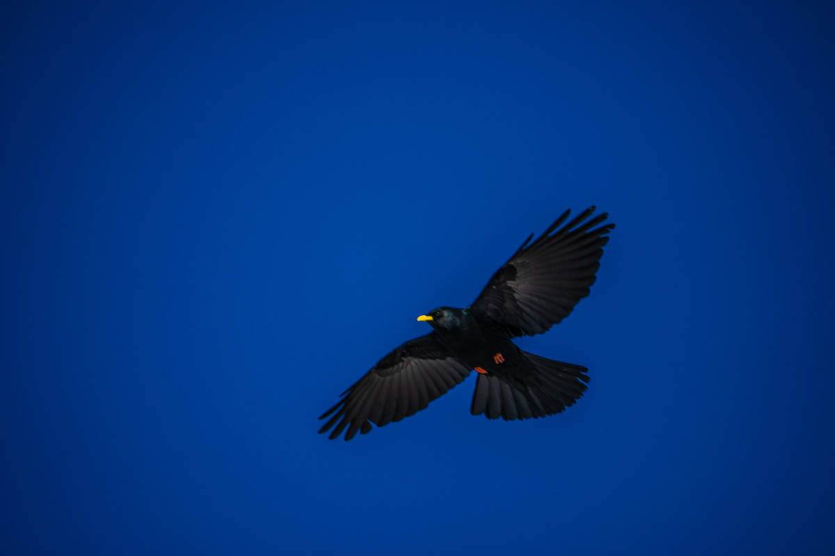 Black bird