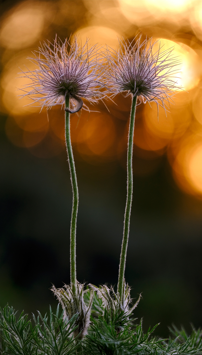 Вію, вію і сон сію