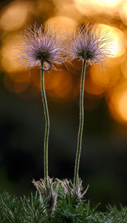 Вію, вію і сон сію