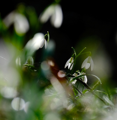 Десь в паралельному світі