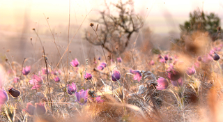 Там де живуть сни