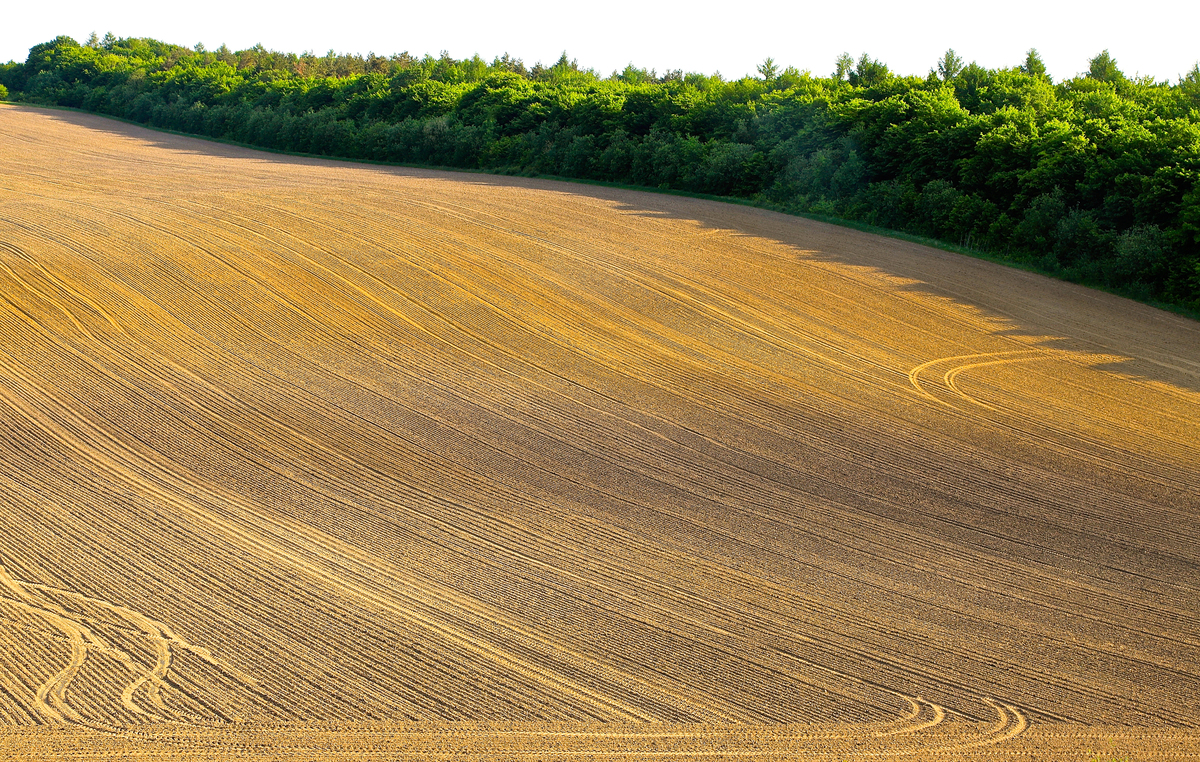 Каліграфія поля