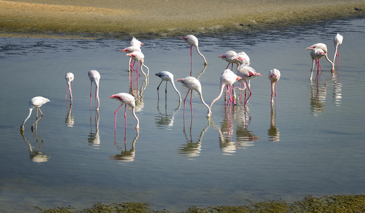 Flamingo group