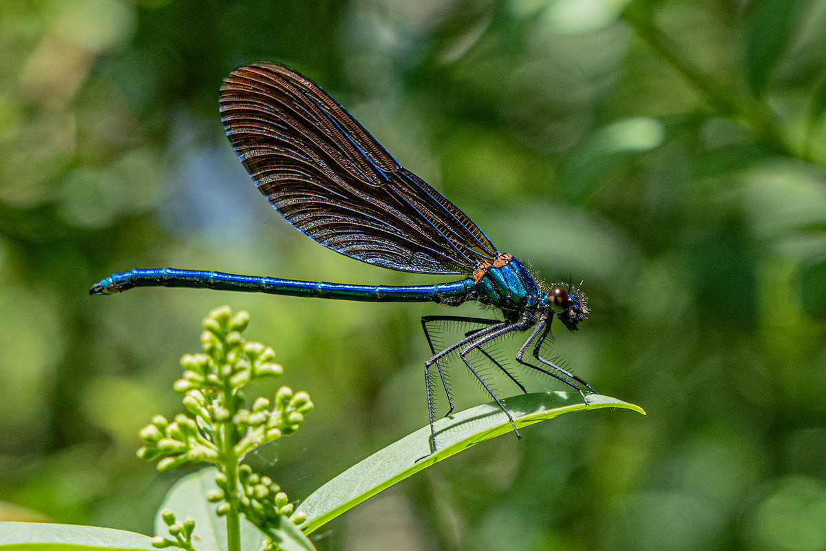 blue damsel fly 3