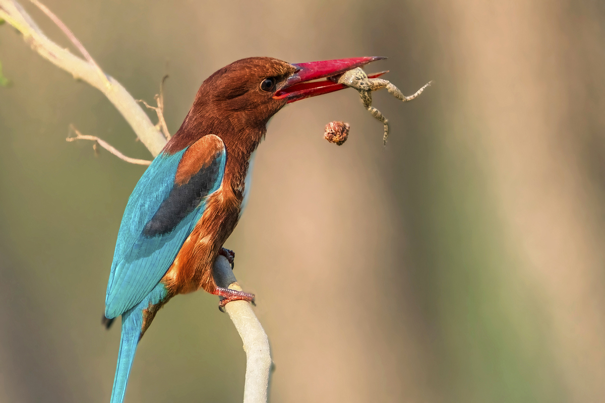 Taunting death in the face