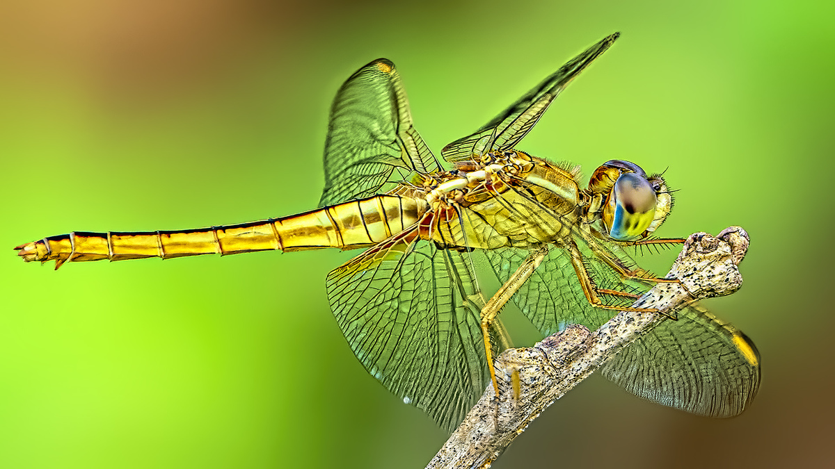 Dragonfly 2