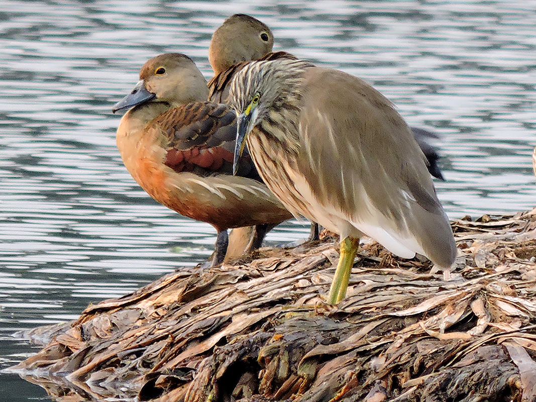 Peaceful coexistence