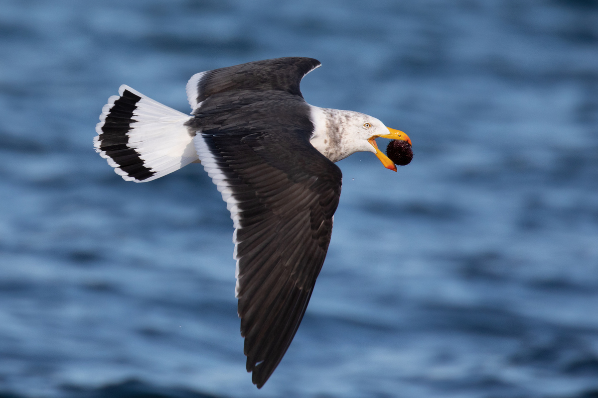 Gull With Sea Urchin