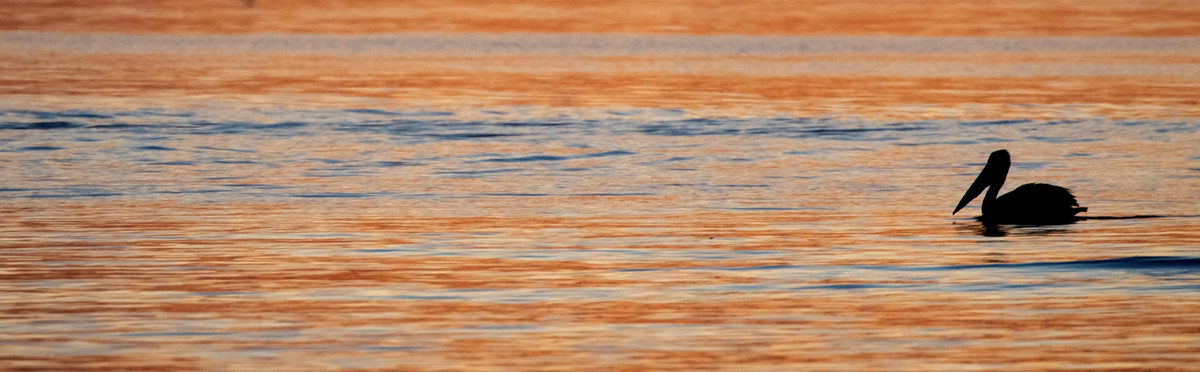 Pelican At Sunset