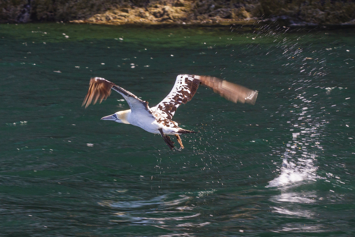 Flying on the Bass Rock