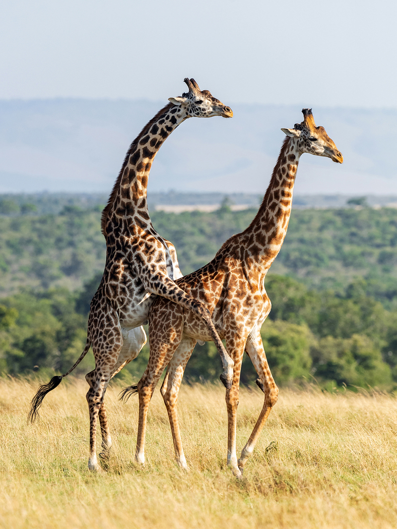 GIRAFFE MATING