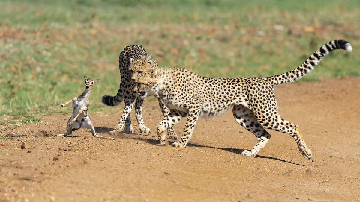 THOMSON GAZELLE TRAPPED