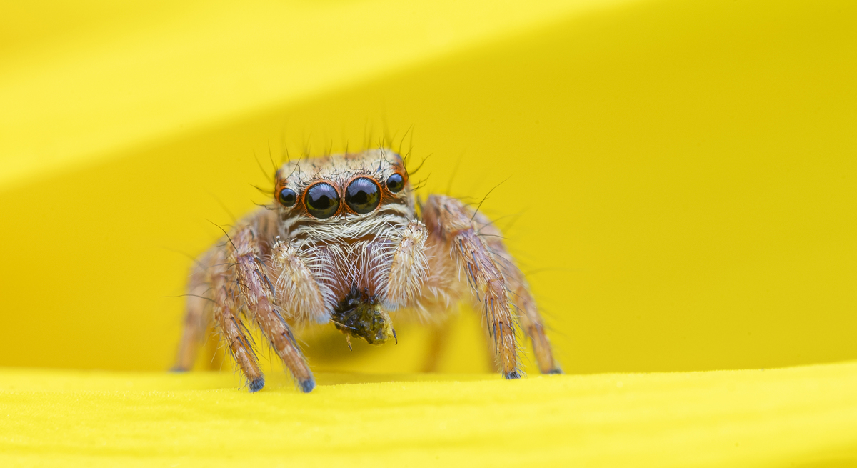 JUMPING SPIDER WITH PREY