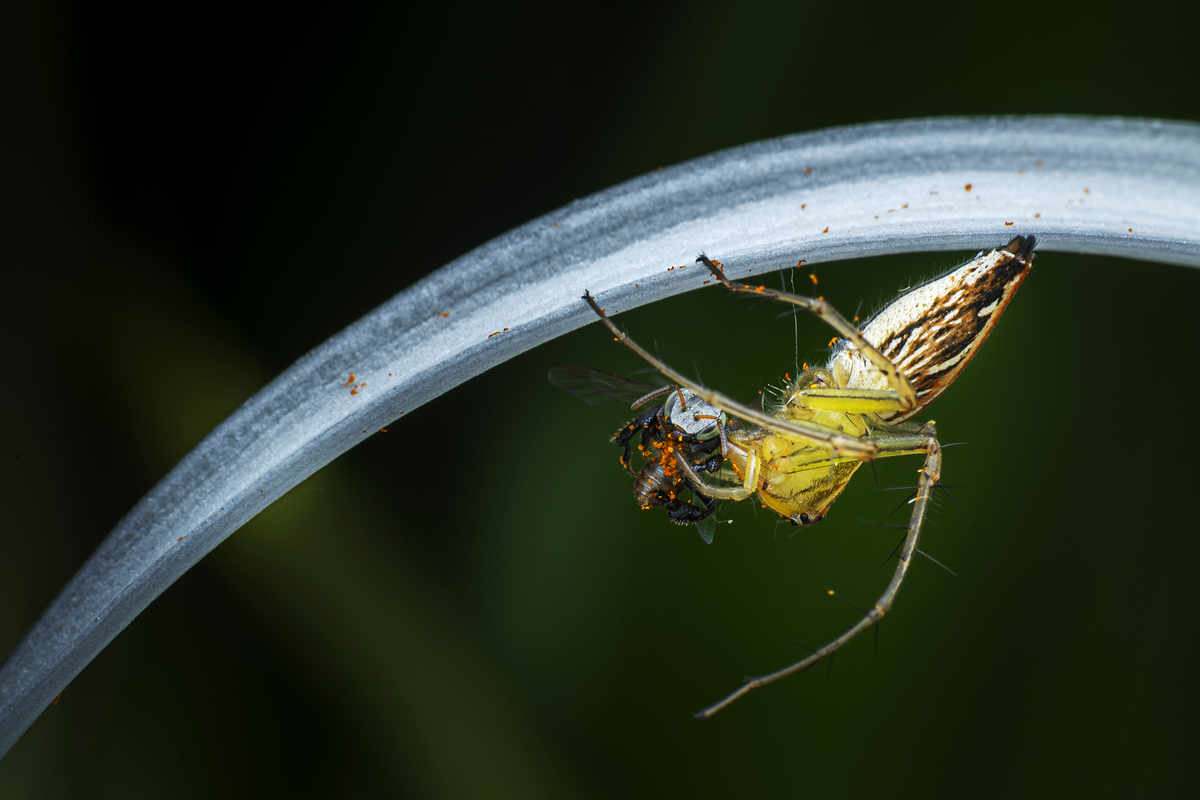 LYNX SPIDER WITH PREY