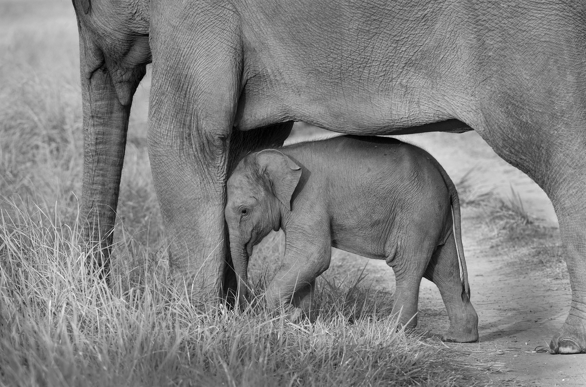 ELEPHANT CALF RESTING