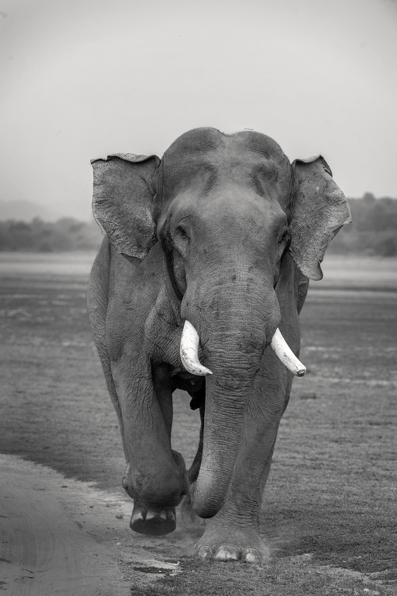 CORBETT TUSKER CHARGING