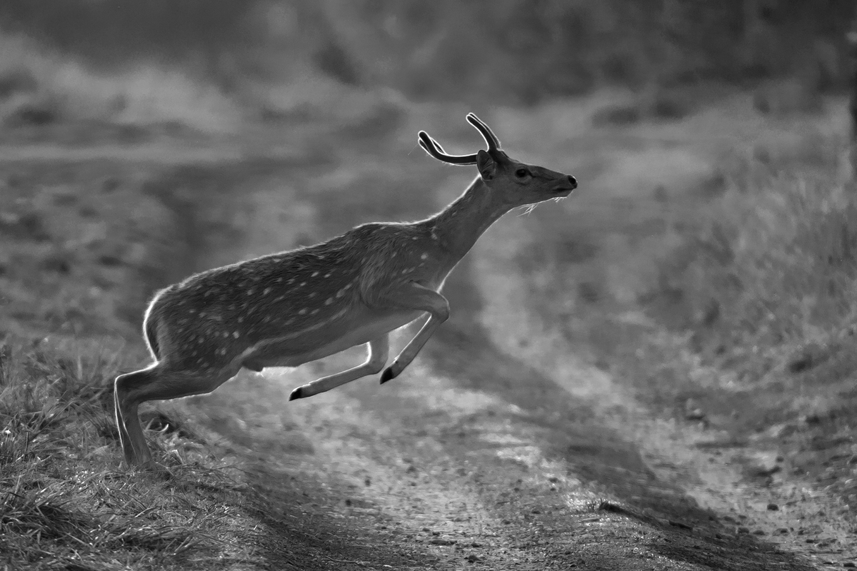 JUMPING SPOTTED DEER
