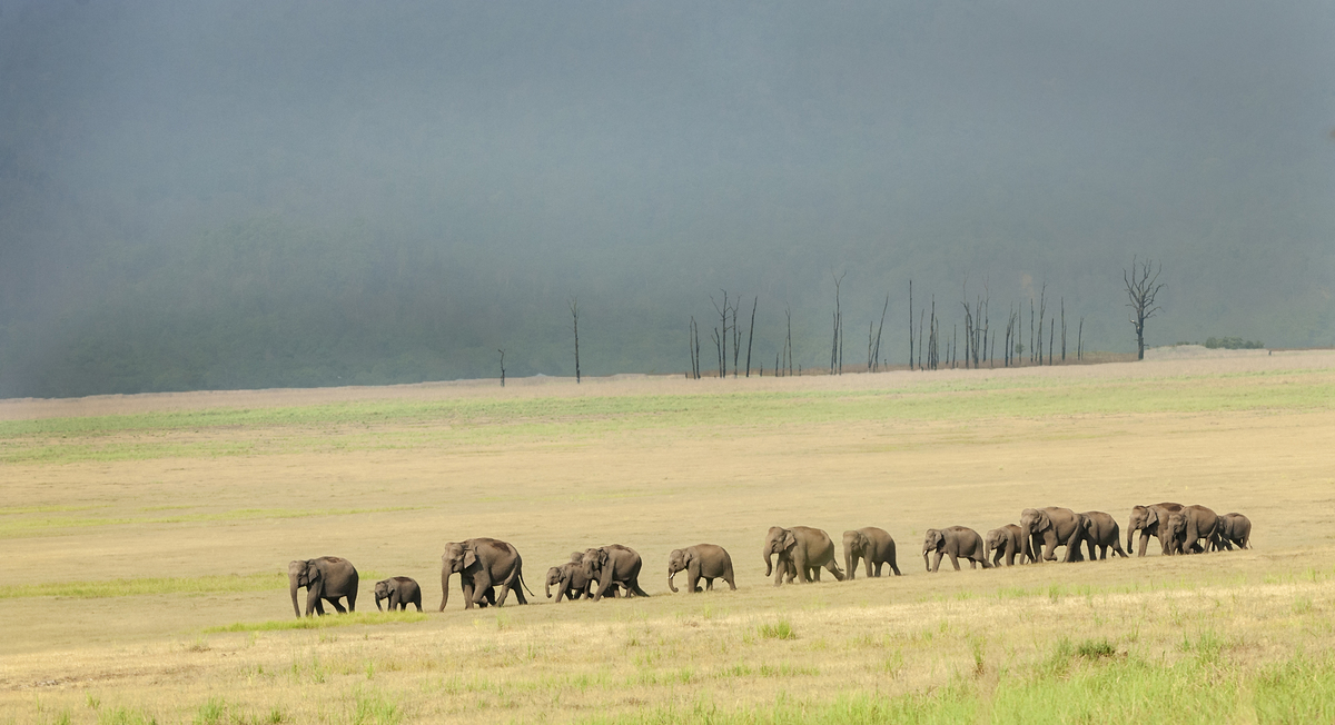 ELEPHANTS LINEUP TOWARDS WATER
