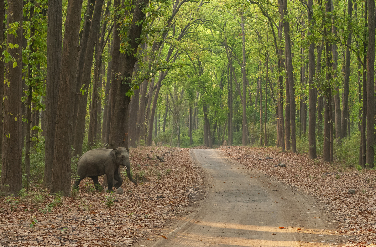 YOUNG TUSKER ON ROAD