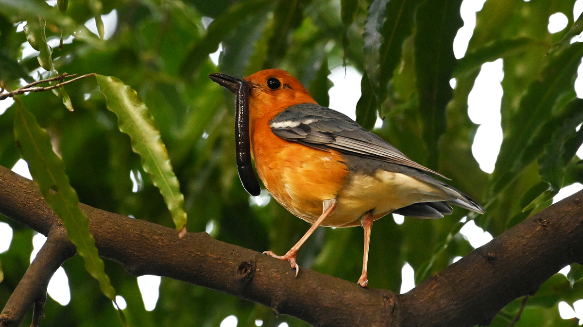 Orange Headed Thrush 