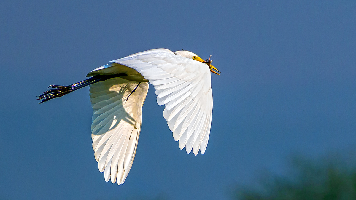 Egret flight with catch