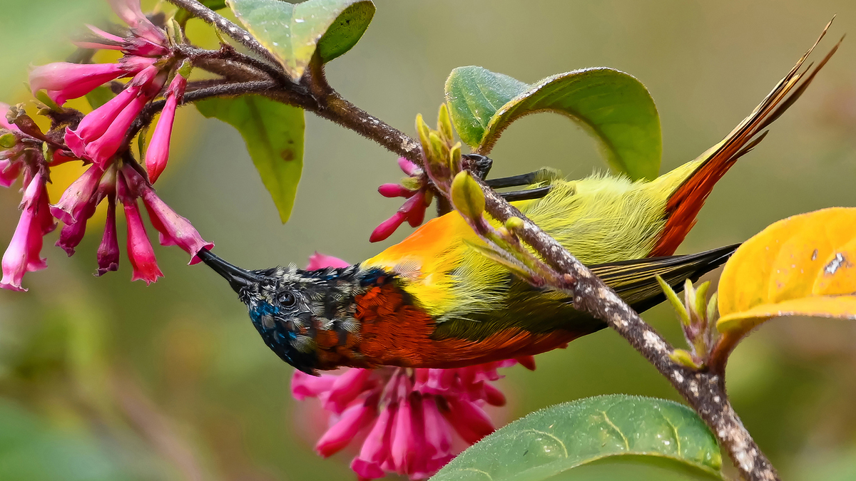 firetail sunbird sucking