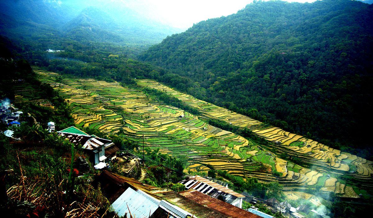 Khonoma Village rice terrace