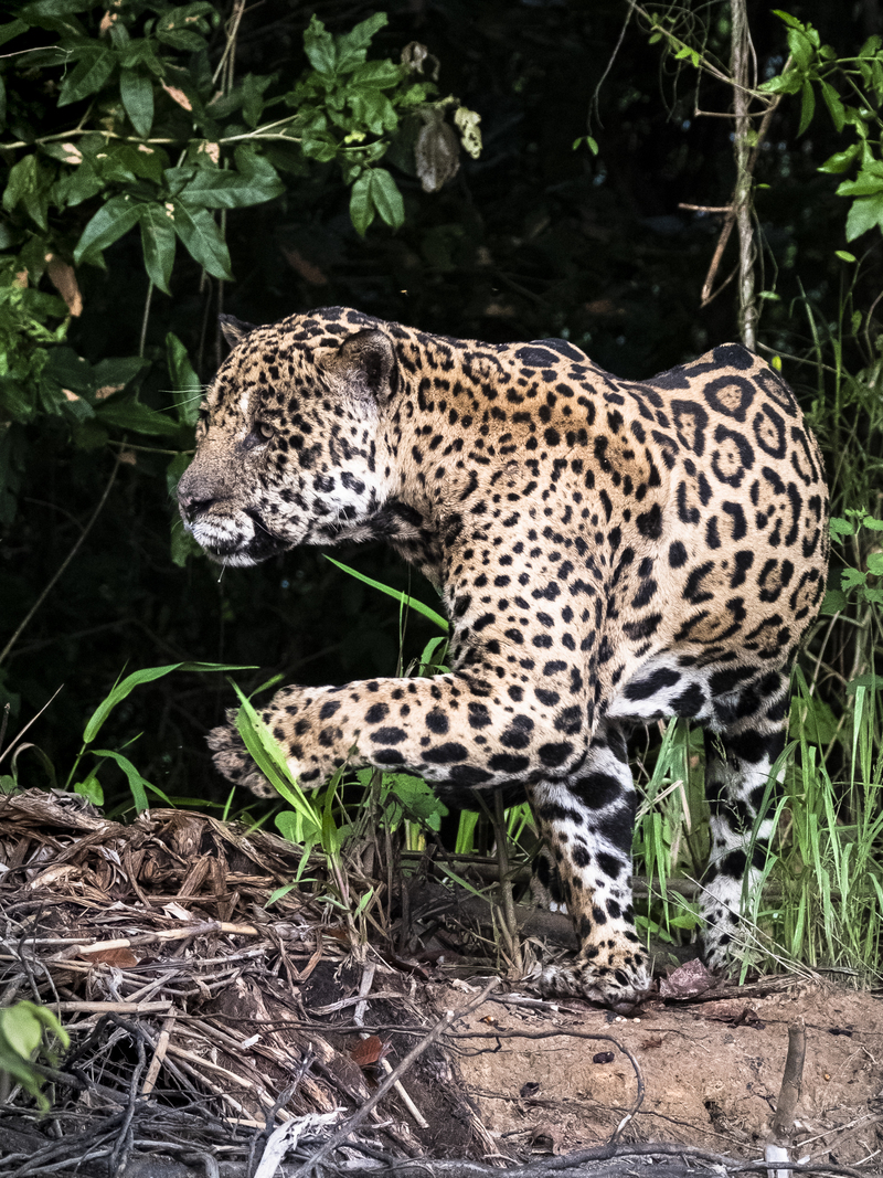 Pantanal Jaguar at Large