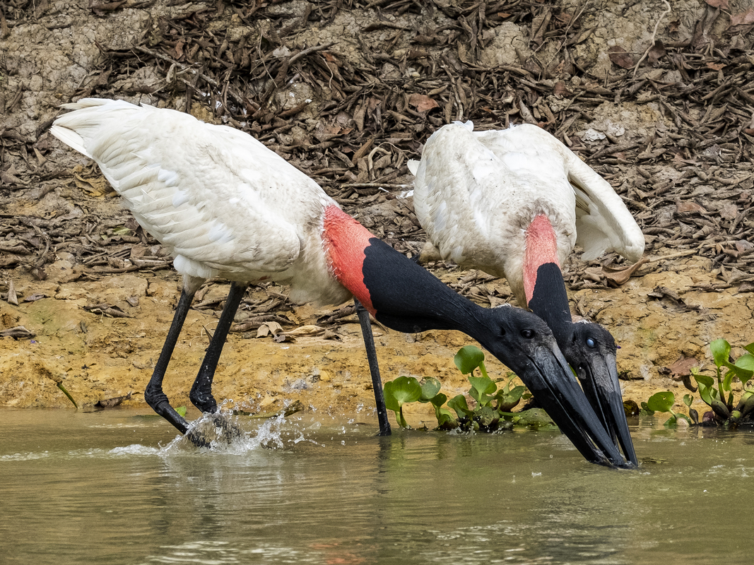 Jabiru Storks Compete for Fish