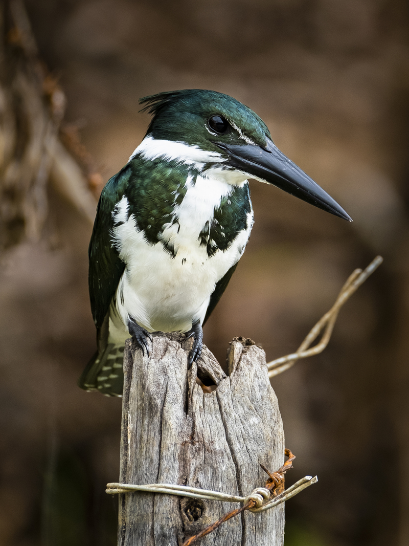 Amazon Kingfisher