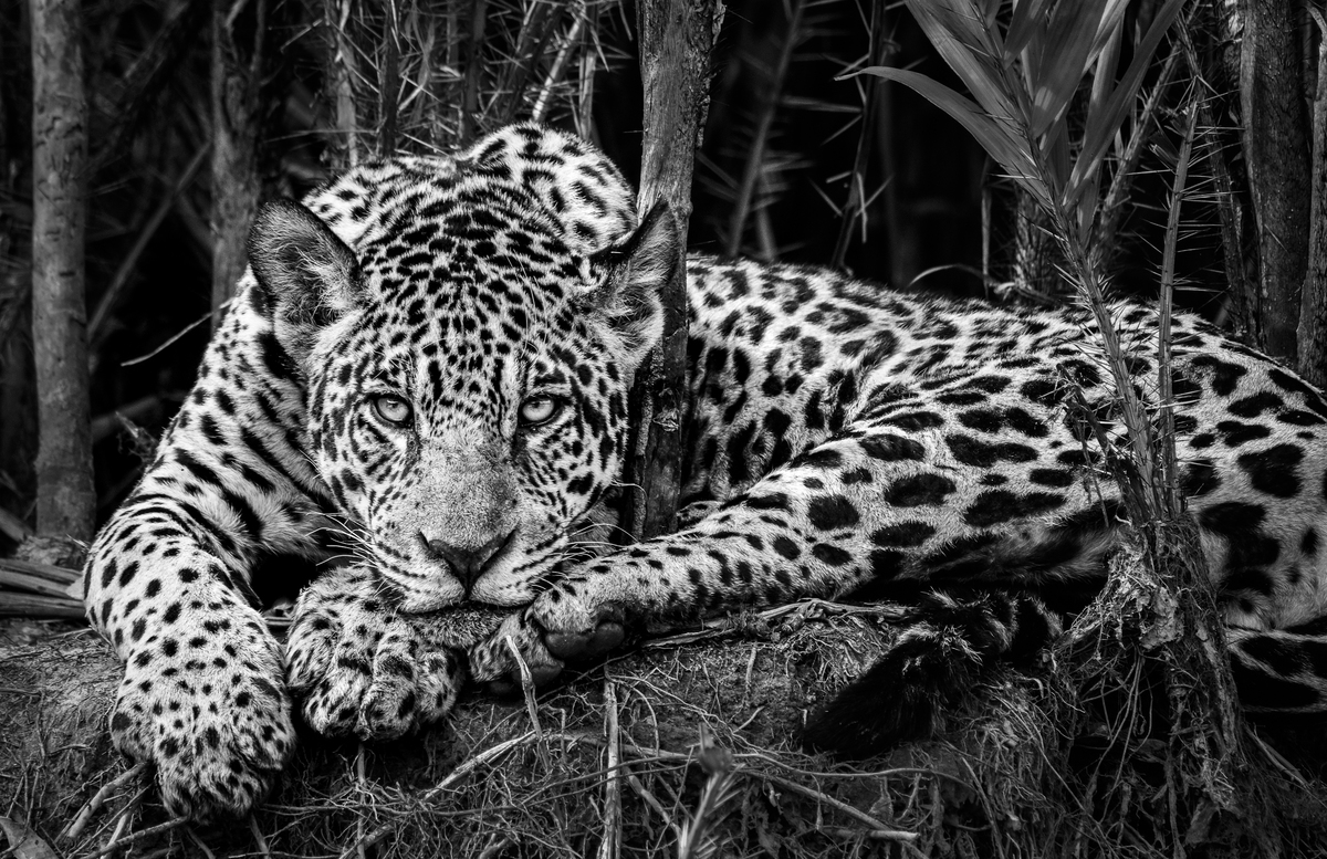 Pantanal Jaguars Gaze