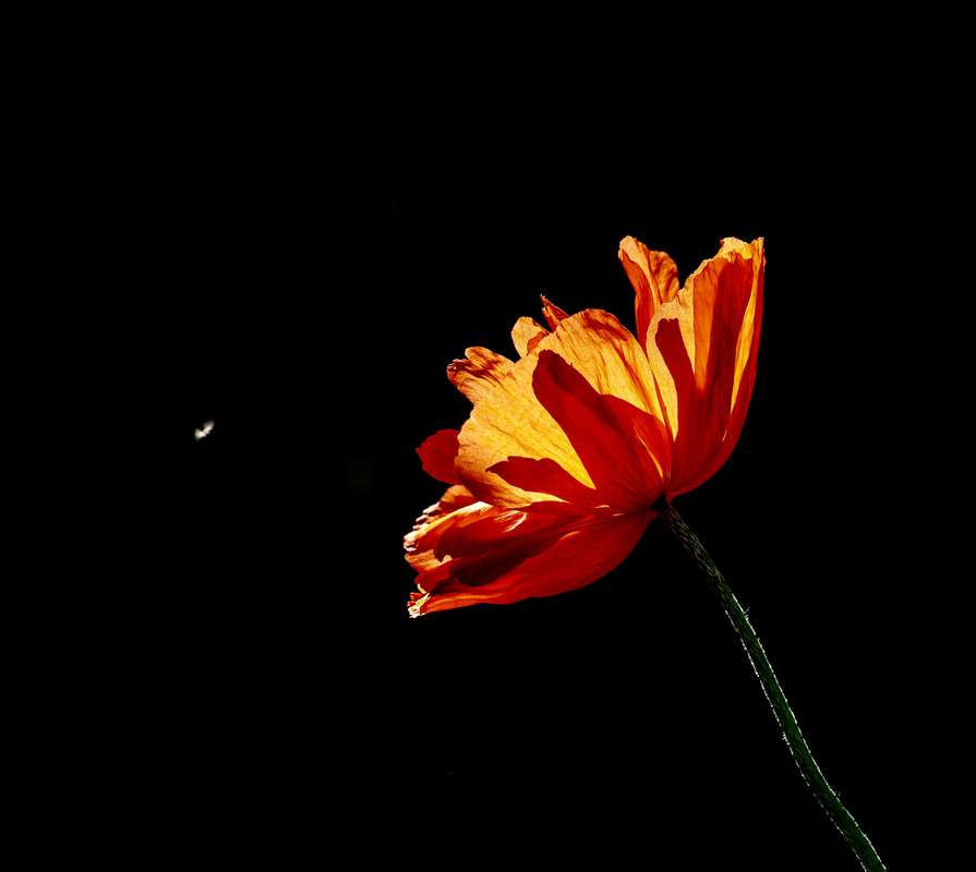 солнечный свет