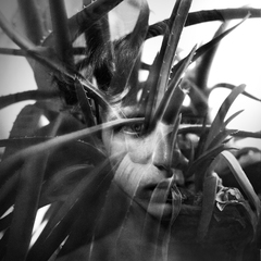 Алоэ с маленькими зубчиками везде