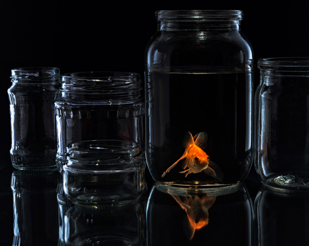 Рибка в банці.