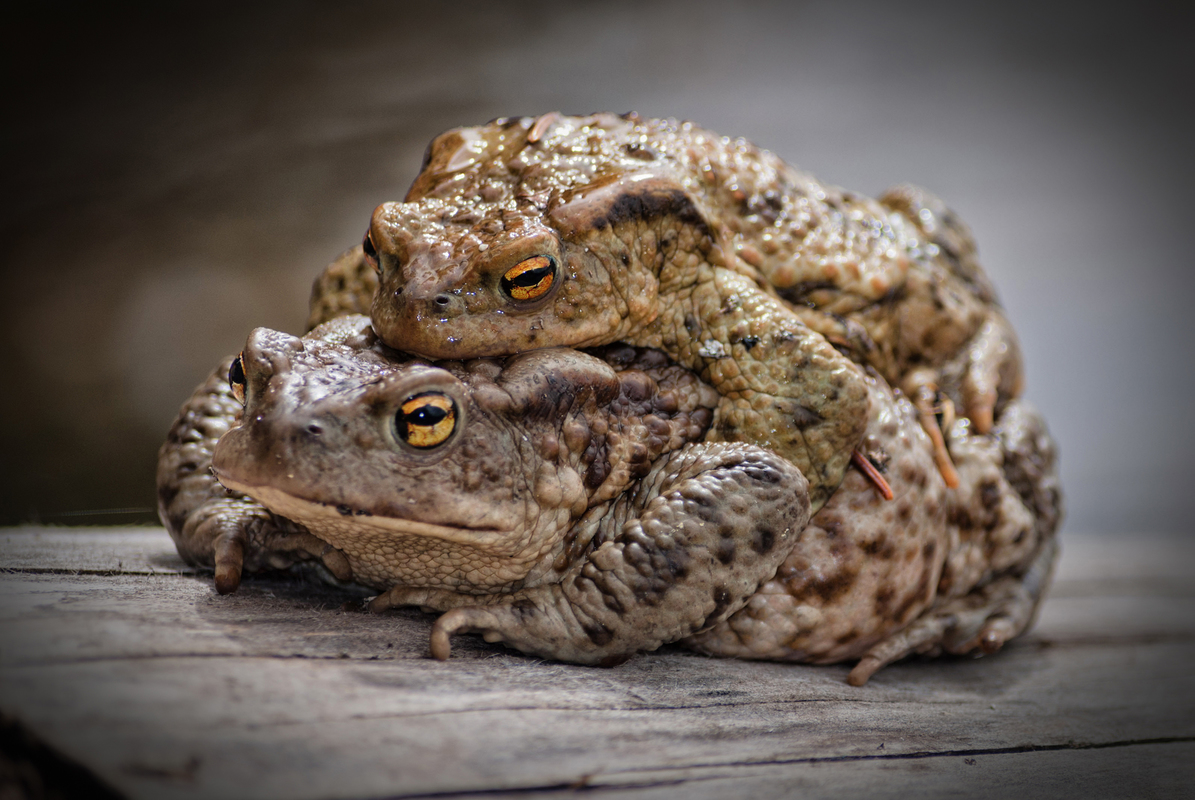 Шалене кохання.