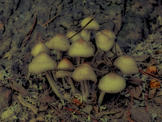 Mushrooms