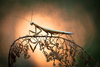 Той що плете мереживо