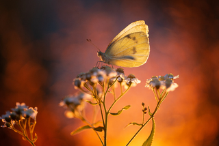 Багряний вечір