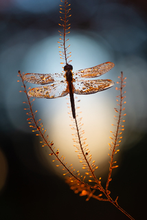 Яйце Фаберже