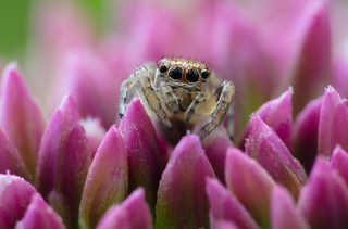 Долання перешкод