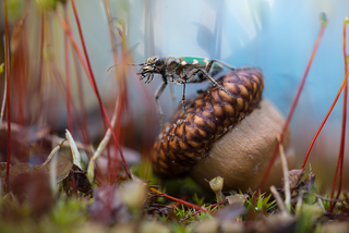 Увага! Стрибаю!