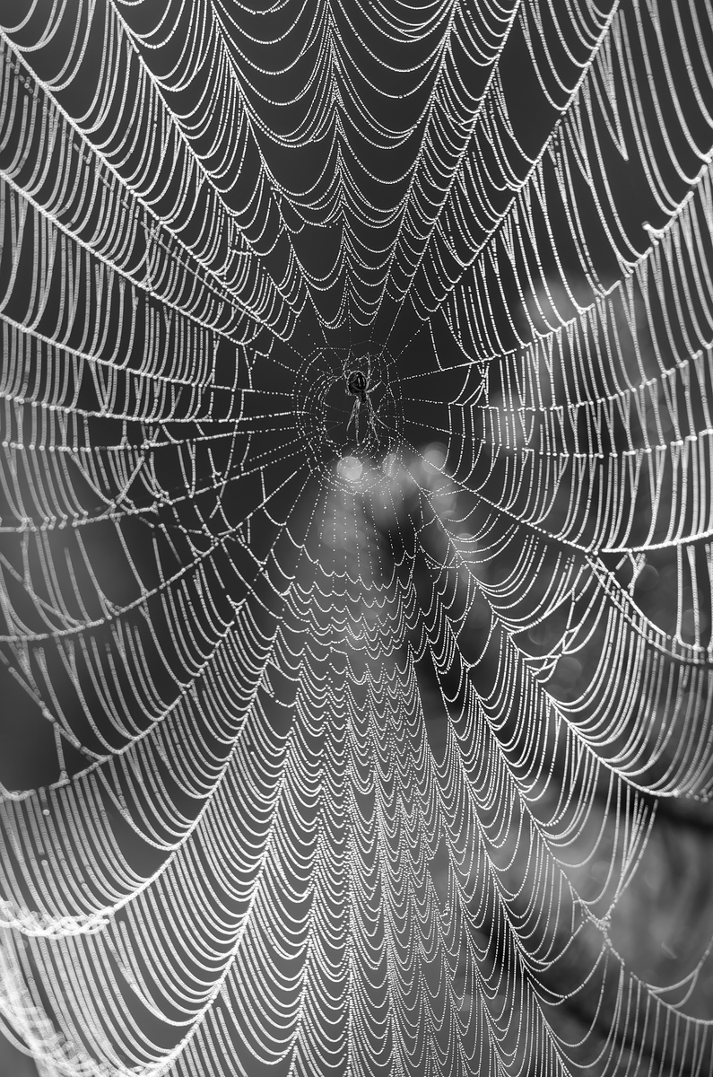 Візерунок з павутиння