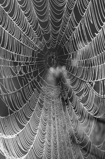 Візерунок з павутиння