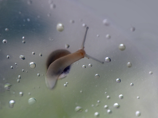 Path in the universe