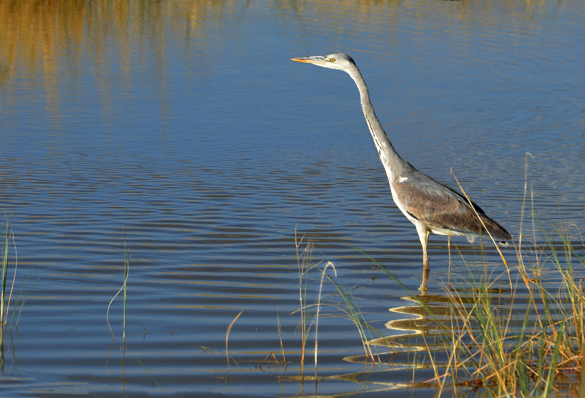 Ardea cinerea Kwando river