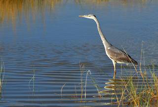 Ardea cinerea Kwando river