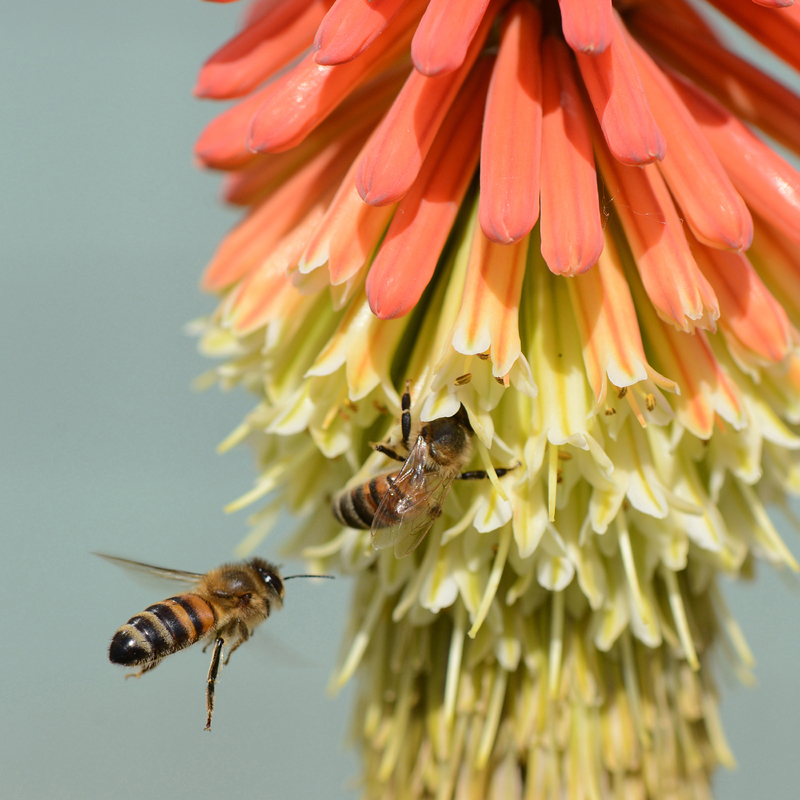 Kniphofia and bees 3302