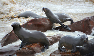 Sea lions playing Cape Cross