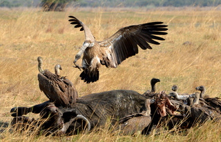 Vulture attack